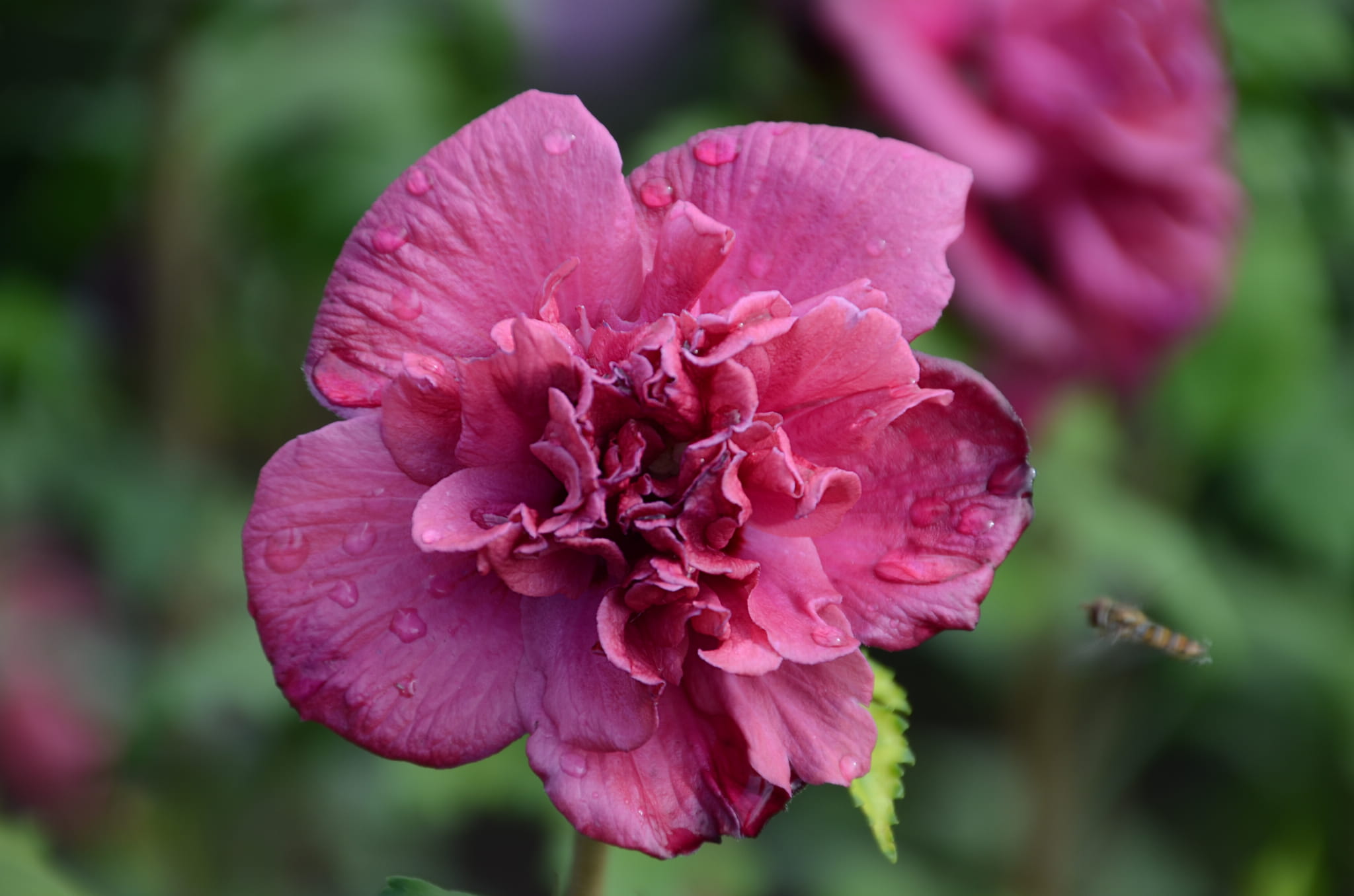 Hibiscus syriacus 'French Cabaret Red'
